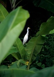 Banana-tree;-Bird;-Comoros-Archipelago;-Egret;-Foliage;-France;-Indian-Ocean;-Kaleidos;-Kaleidos-images;-La-parole-à-limage;-Laurent-Abad;-Mayotte;-Nature;-Stories-Pictures;-Wildlife